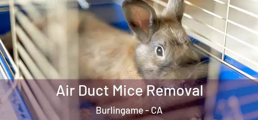  Air Duct Mice Removal Burlingame - CA